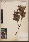 Foto von Salix aurita L.